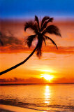 20070919000338-071-ph0119-b-palmera-al-atardecer-posteres.jpg